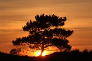 日出树木风景图片素材
