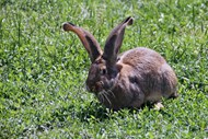 草地上灰色野兔图片下载