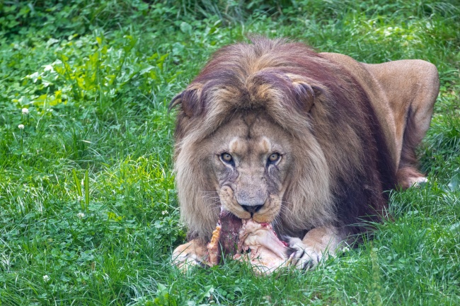 大狮子进食图片下载