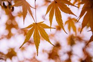 秋天黄枫叶背景高清图片