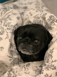 毛毯上可爱的黑色哈巴狗图片