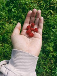 手掌里的覆盆子图片