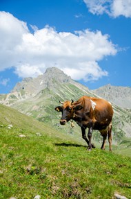 一头牛在草地上的图片下载