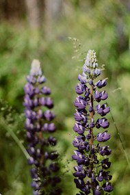 紫色羽扇豆花观赏高清图片