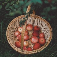 编织篮里的红苹果图片素材