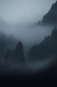 雾气朦胧原始森林图片大全