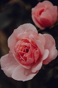 微距粉色花卉高清图片