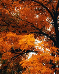 秋天枯黄树木图片下载