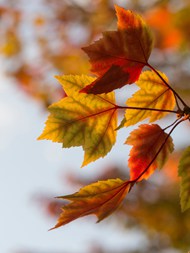 秋天枯黄枫叶高清图片
