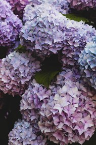 淡雅紫色绣球花精美图片
