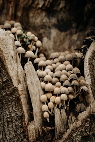 木桩上生长的野蘑菇图片大全