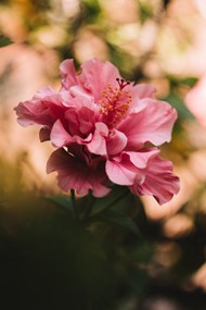 清新唯美粉色花朵精美图片