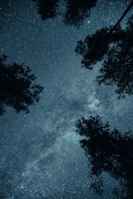 夜晚树木星空高清图片