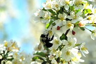 樱花蜜蜂授粉精美图片
