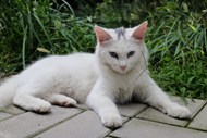 白色基蒂猫精美图片