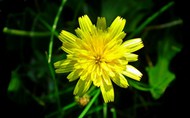 黄色菊苣花朵高清图片