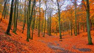 秋季枫树林落叶景观精美图片