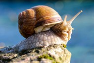 一只大蜗牛爬行图片下载
