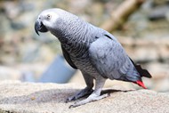 非洲灰色鸽子精美图片