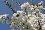 春天盛开白色樱花花朵图片下载