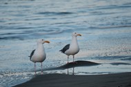 海岸上两只海鸥高清图片