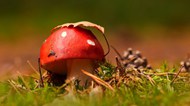 红色真菌蘑菇图片大全
