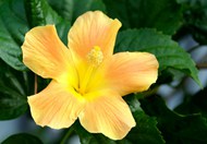 黄色芙蓉花朵盛开高清图片