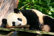 动物园大熊猫休息精美图片