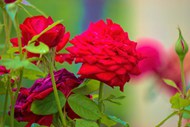 写真红玫瑰花朵高清图片