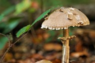 秋天地面伞状白蘑菇高清图片