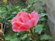 粉红色玫瑰花朵开放图片下载