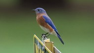 栅栏上站立的蓝色鸟图片下载