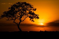 黄昏下日落树木剪影高清图片