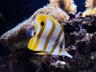 海洋黄色条纹小鱼高清图片