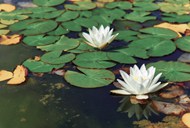 池塘白色睡莲花朵图片下载