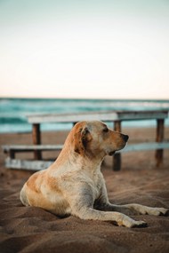 躺在沙滩上的拉布拉多猎犬高清图片