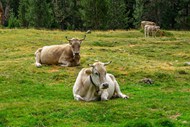 在绿色草地上放牧牛群图片下载