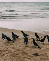 海滩上的乌鸦精美图片