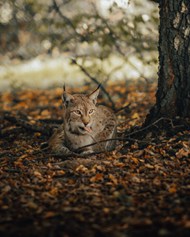 大型猫科动物猞猁精美图片