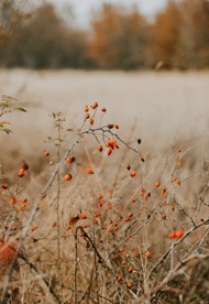 秋天野果子写真高清图片