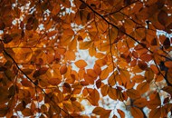 深秋树叶精美图片