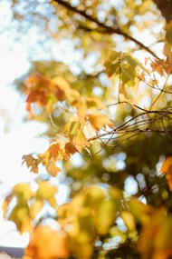 秋天树叶写真图片