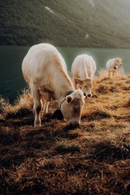 白色山羊吃草精美图片