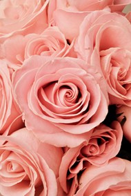 微距粉色玫瑰花高清图片