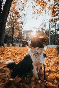 秋天晒太阳的狗狗高清图片