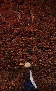 秋季爬山虎美女风景精美图片