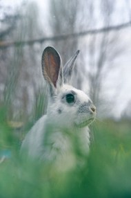 草丛小兔子图片下载