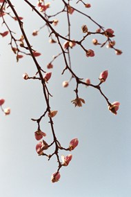 枝头含苞待放的花骨朵精美图片