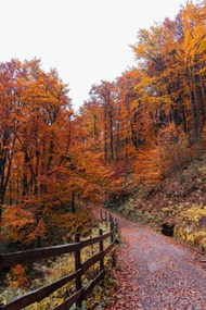 秋季树林小路唯美风景图片下载