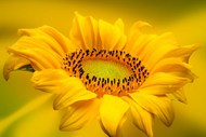 微距黄色向日葵高清图片